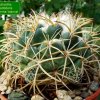 17b_ Coryphantha_ elephantidens_ ssp.bumamma 'bianca' 01